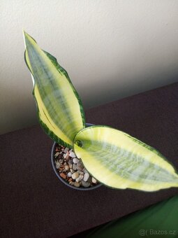 Sansevieria Asai - 2