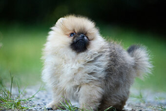 Pomeranian s PP - 2