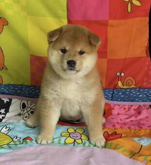 Shiba   s PP / FCI / - 2