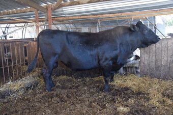 Plemenny byk wagyu - 2