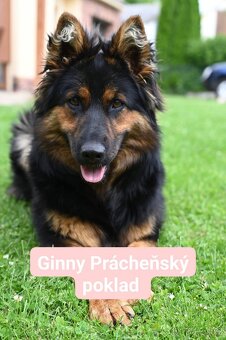 Chodský pes s PP - 2