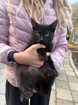 Daruji koťátka - 2