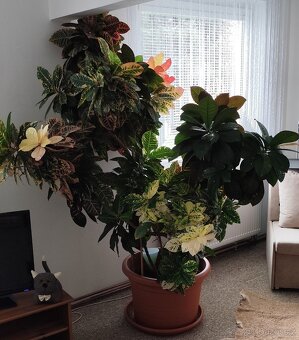 KROTON - pokojová rostlina - 2