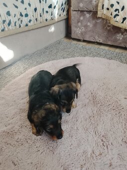 Jezevčík trpaslici - 2