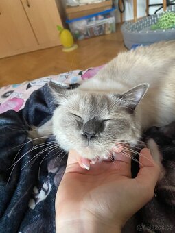 Hledám dočasnou péči pro Ragdoll kočičku - 2