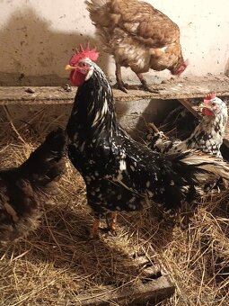 Kohout vlaška exchequer - 2