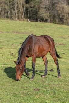 Menši klisnička po Eldorado 45 - 2