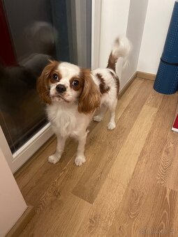 Krytí king charles španěl bez PP - 2