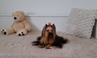 Jorkšírský terier fenka - 2