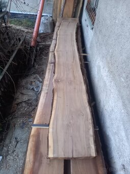 Americký ořech / ořešák černý - 2