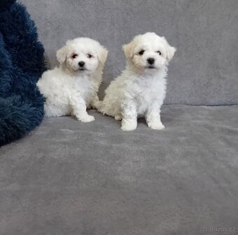 Štěně Bišonek bez PP - 2