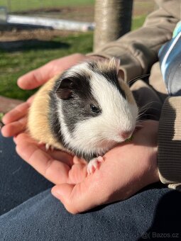 Morče, morčátko - 2