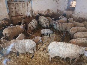 Přidám chov ovci s jehnaty - 2
