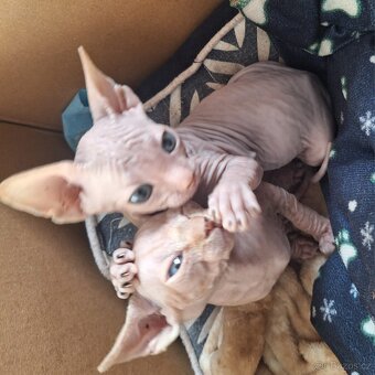 Sphynx kočička 12 týdnů - 2