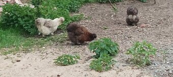 Hedvabničky NV a slípku s kohoutem - 2
