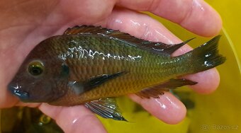 Tanganyika ... Tropheus moorii red rainbow a T. sp. Ikola - 2