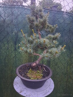 Bonsaj,bonsai Borovice - 2