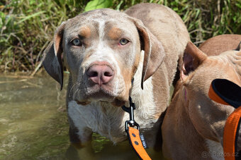American bully XL - pejsek lilac tri - 2
