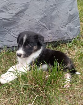 Šťěňátka Border kolie - 2