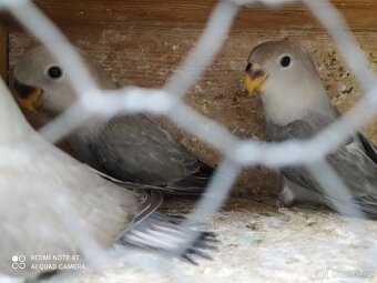 Agapornis růžohrdlý - 2