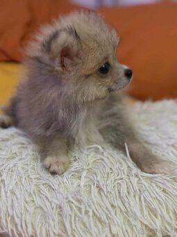 Pomeranian - 2