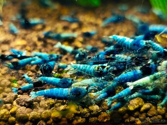 Krevetky - Caridina Blue bolt a shadow mosura - 2