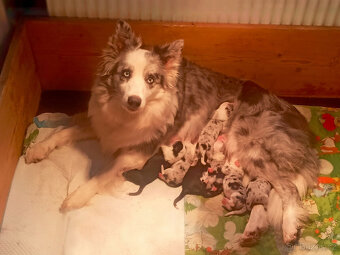 Border kolie s PP - 2