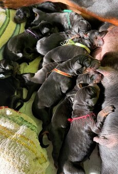 Dobrman štěňata s PP - 2