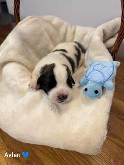 Moskevský strážní pes štěňátka - 2