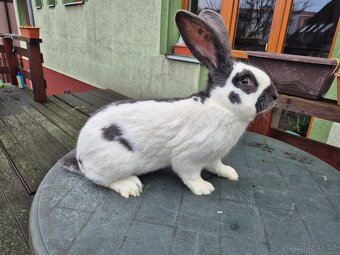 Německý obrovitý strakáč - 2