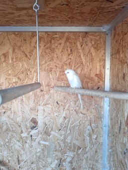 Andulka vlnková - 2