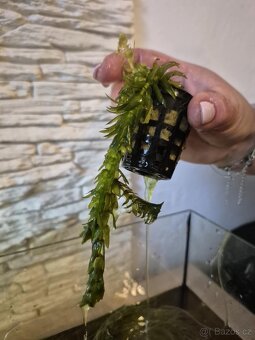 Prodám akvárko 30 li - 2