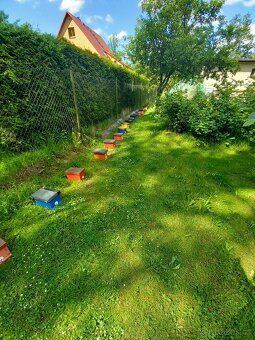 Včeli matky Singer F-1 2026 - 2