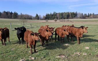 Jalovice Aberdeen Angus - 2