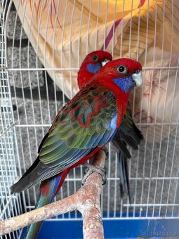 Rosela Penant r. 2025 - 2