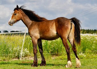 Klisna Welsh Cob 1 rok - plavka - 2