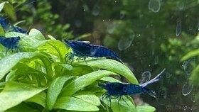 Neocaridina Davidi var. Blue Dream NOVINKA-zasíláme - 2