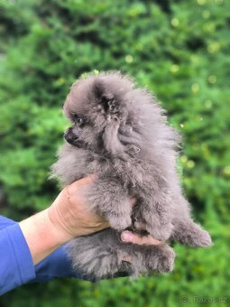 Pomeranian s pp - 2