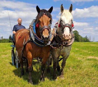 Percheron - 2