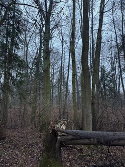 Prodám pozemky v k.ú. Polánky nad Dědinou Třebechovice pod O - 2