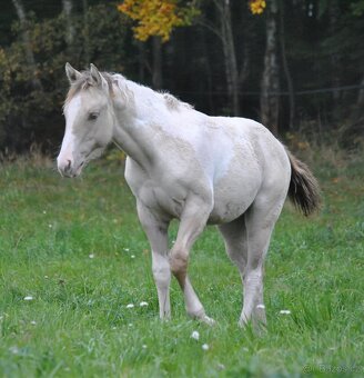 APH klisnička - 2