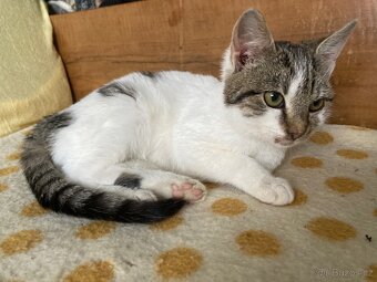 Daruji kotě nalezené v lese - 2