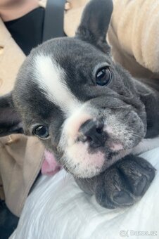 Francouzský buldoček - Modrá fenka - 2