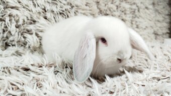 Zakrslý beránek, králíček, králík - MOLLY - 2