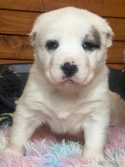 Středoasijský pastevecký pes štěňátka - 2