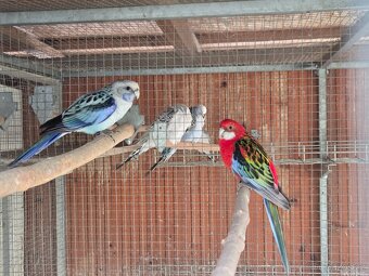 Prodám rosela pestrá - 2