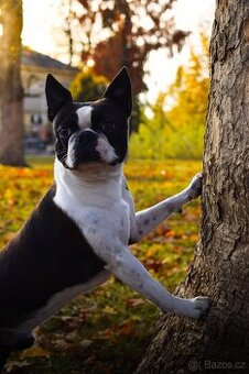 Bostonský teriér s PP - 2