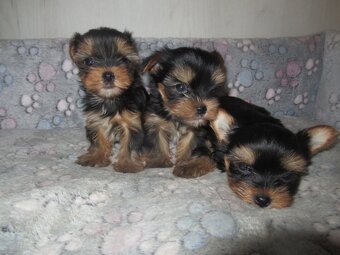 Jorkšírský teriér - 2