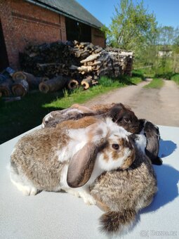 Francouzský beran - 2