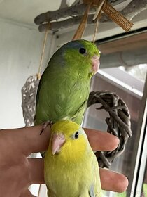 Papoušíček šedokřídlý - 2